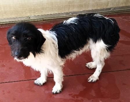 CAGNOLINI ALLA RICERCA DI UNA CASA Foto 5